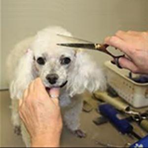 Зоосалоны, зоопарикмахерские Краснотурьинска Зоосалоны, зоопарикмахерские Краснотурьинска